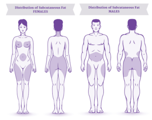 illustration of subcutaneous fat distribution in women and men