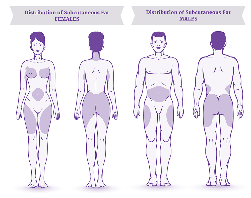 Body fat distribution